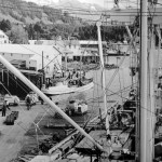 A large steamer offloads cargo at Seldovia Port during a long ago and busier time. The photo is believed to have been taken in the late 1940s or early 1950s.-Photo by William Wakeland, courtesy of the Selodvia Museum