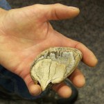 Phil Gordon displays a fragment of woolly mammoth molar he found near Bidarka Creek. -Photo by McKibben Jackinsky, Homer News