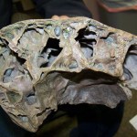A.J. Weber shows the inside of a portion of steppe bison skull he found near Diamond Creek.-Photo by McKibben Jackinsky, Homer News