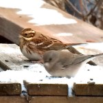 Neil Hayward took the photo of the rustic bunting, left, with a junco, while visiting in Homer.-Photo provided