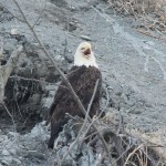 Photo by McKibben Jackinsky, Homer News