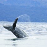 A humpback whale, seen from a boat last week, does a flip in Kachemak Bay.-Photo by Amelia Johnson