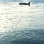 A killer whale surfaces, also seen from a boat last week. -Photo by Dave Olsen. Video also by Dave Olsen.