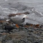 An emperor goose walks along a beach at the north end of the Homer Harbor last year, one of the rare species seen in a previous Christmas Bird Count.-Photo by Suzy Erikson