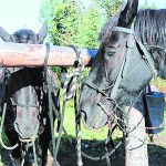 Described by Wilhoit as “big, docile, sweet creatures,” Liberty and Justice are Percherons. -Photo by McKibben Jackinsky, Homer News