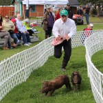 Pig wrangler Judah Johnston of Soldotna keeps two of the Kenai Peninsula Racing Pigs moving during a race Saturday morning.-Photo by McKibben Jackinsky, Homer News