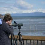Cindy Sisson, left, and Jason Sodergren look for birds at Mud Bay on the Spit during a shorebird monitoring session last Friday. A group of birders identifies species and counts numbers every five days in late April and May during the shorebird migration.-Michael Armstrong
