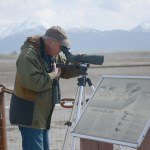 George Matz does a shorebird survey last Friday at Lighthouse Village.-Photo by Michael Armstrong, Homer News