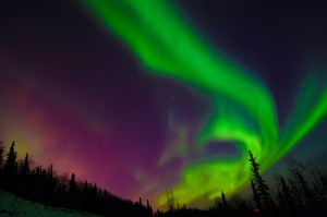 “Electric Fetus” by Mary Frische and Tom Collopy