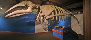 A 38-foot gray whale skeleton is the highlight of a new exhibit at the Pratt.-Photo provided
