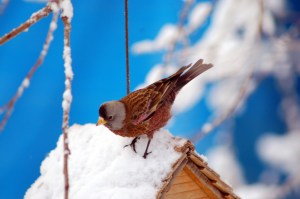 Photo by Michael Armstrong, Homer News