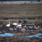 Just passing through