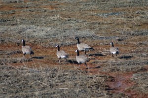 A flock of about 25 lesser Canada geese fed at Beluga Slough while passing through Homer on Monday, Earth Day.-Photo by Michael Armstrong, Homer  News