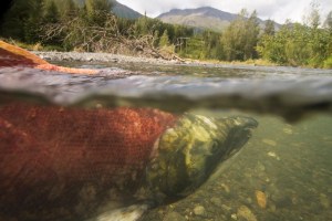 A spawned out sockeye salmon floats in Quartz Creek, an upper tributary to the Kenai River. Making sure the right amount of salmon reach the spawning grounds — known as an escapement goal — is the primary objective for Alaska Department of Fish and Game managers in the summer. That objective is a difficult one to achieve when sockeye are abundant and king salmon are not, as has been the case in the last several years. The way ADFG sets, and achieves, escapement goals is a matter of much debate because of the impacts on sport and commercial users as well as the impact missed goals can have on future returns.