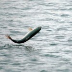 A silver salmon jumps Thursday afternoon at the Nick Dudiak Fishing Lagoon on the Homer Spit.-Photo by Michael Armstrong, Homer News