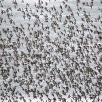 Photo by Michael Armstrong, Homer News