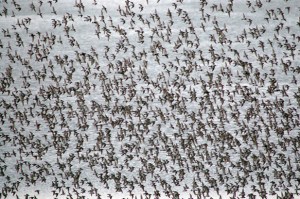 Photo by Michael Armstrong, Homer News