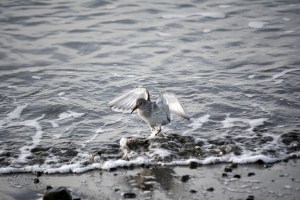 Not all shorebirds visit Kachemak Bay in the spring. One species, rock sandpipers, spends the winter here. They can be seen in large flocks on the Homer Spit or sometimes alone, as this sandpiper feeding on the beach at Mariner Park.-Photo by Michael Armstrong, Homer News
