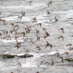 Dunlins and western sandpipers fly over Mud Bay last Saturday.-Photos by Michael Armstrong, Homer News