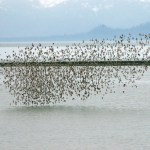 A flock of western sandpipers and dunlins flies over Mud Bay last Saturday.-Photo by Michael Armstrong, Homer News