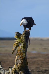 A bald eagle feeds on a small mammal while sitting on a driftwood tree in Beluga Slough last Thursday. Another eagle watched from the nest across from the Lake Street stoplight.-Photo by Michael Armstrong, Homer News