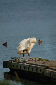 A trumpeter swan preens on a dock