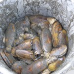 Razor clams in a bucket in 2008.-Homer News file photo