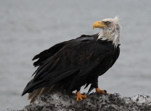 Photo by McKibben Jackinsky, Homer News