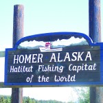 What happens to those halibut after being caught?