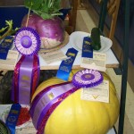 A turnip grown by Fawna JOhnson of Anchor Point and a pumpkin grown by Jayce Miller of White Mountain Ranch near Homer earned purple "division champion" ribbons. -Photo by McKibben Jackinsky, Homer News