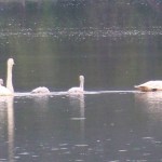 Swans glide across Beluga Lake.-Photo by McKibben Jackinsy, Homer News