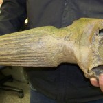 A steppe bison horn and partial skull found by A. J. Weber adds new information about the area’s history.-Photo by McKibben Jackinsky, Homer News