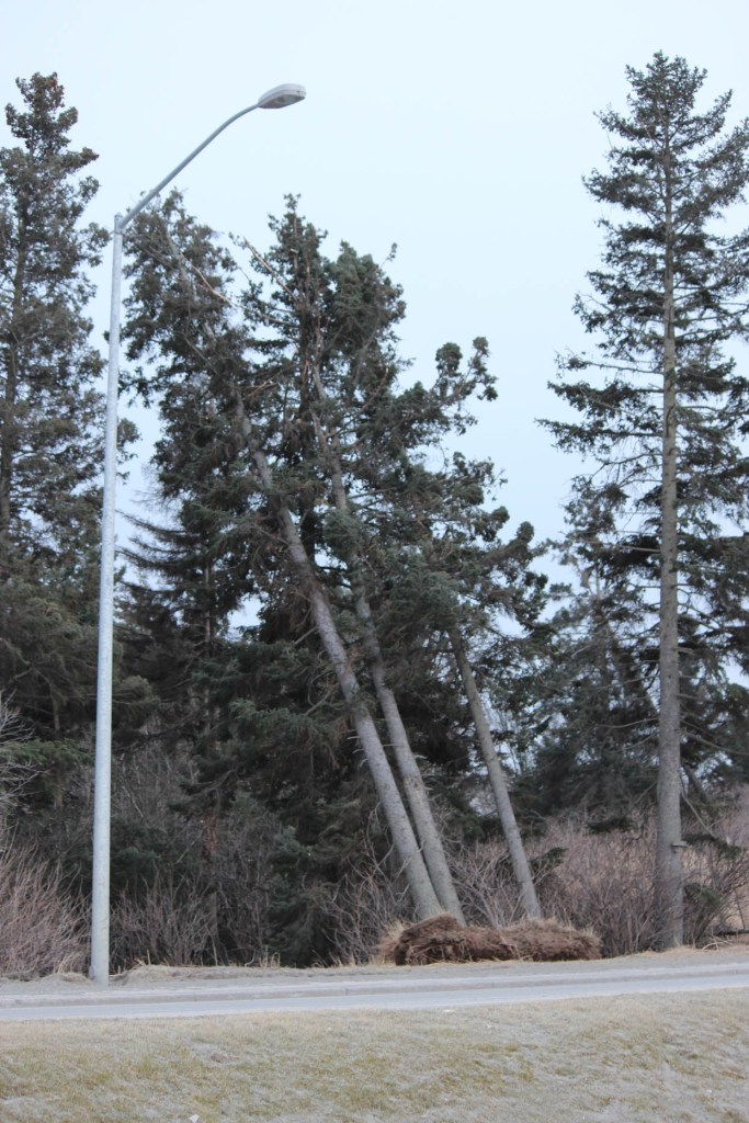 Photo by McKibben Jackinsky, Homer News