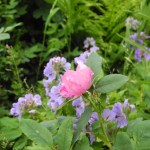 Photo by Michael Armstrong, Homer News