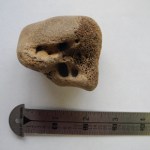 An unidentified fossil is one of the more recent finds. -Photo by Michael Armstrong, Homer News