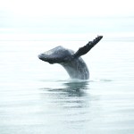Seen from a research boat, a humpback whale breaches in Kachemak Bay last week.-Photo by Amelia Johnson