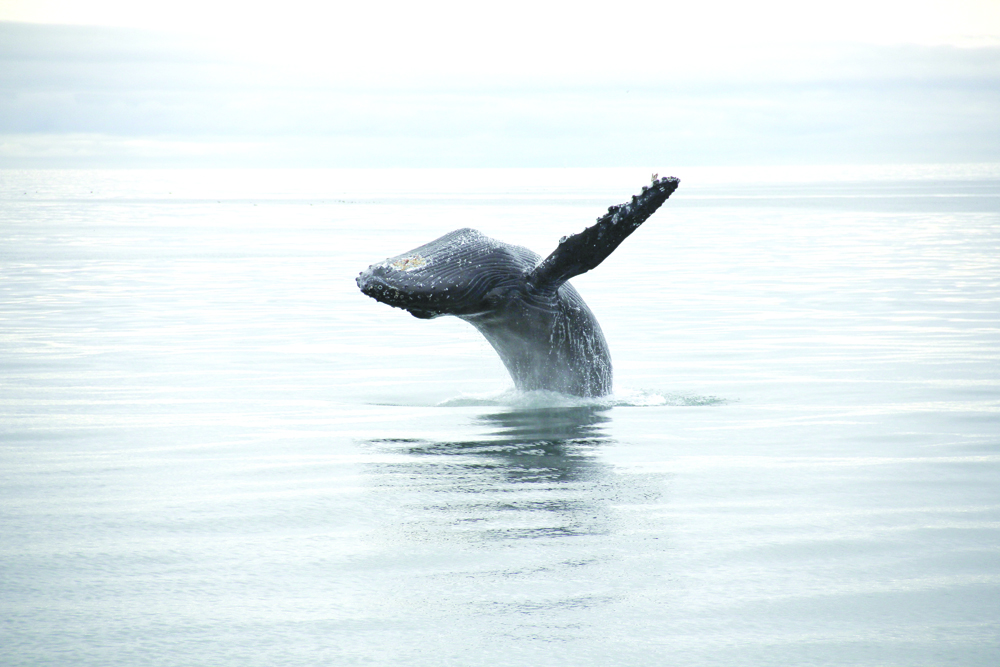 Seen from a research boat, a humpback whale breaches in Kachemak Bay last week.-Photo by Amelia Johnson