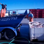 Beachcombing-Photo by Miranda Weiss
