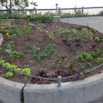 A garden at the Baycrest Hill viewpoint shows visitors some of Homer’s local foods.-Photo by Toni Ross