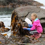 Willow Kitchens and Peterson Bay Field Station naturalist Caitlin Lenahan work together to identify a sea creature found on Otter Rock.-Photo by Anna Frost; Homer News