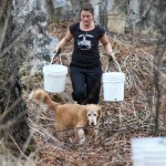Anna Meredith’s golden retriever Ripley accompanies Chantrelle Cousins as she totes buckets of sap through the woods. Cousins is a friend of Meredith and Jake Beaudoin who helps collect sap from area birch trees to turn into syrup.-Photo by Anna Frost, Homer News