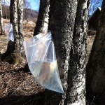 Homer couple taps trees, turning sap into flavorful syrup