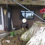 Until rescuers arrive, the eagle stays near Simon’s cabin.-Photo by Marion Simon