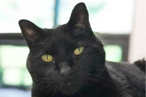 Pet of the Week: Biddy