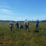 Workshop participants make their way into some peatlands near Anchor Point, Alaska for a field demonstration on July 18, 2018. (Photo by Mira Klein)