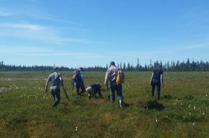 Workshop participants make their way into some peatlands near Anchor Point, Alaska for a field demonstration on July 18, 2018. (Photo by Mira Klein)