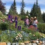 Judy Flora, Marcee Gray and Andrea Fitzpatrick Vallee enjoying a sunny Sunday afternoon on July 29, 2018. Note the Black Knight delphinium making a decent showing in its second year. (Photo by Rosemary Fitzpatrick)