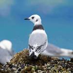 Joanne Thordarsons photograph of three birds is part of the Between Heartbeats show at Ptarmigan Arts. (Photo provided)