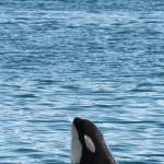 Carol Beverlys photo of a spyhopping orca is part of the Between Heartbeats show at Ptarmigan Arts. (Photo provided)
