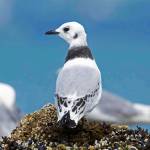 Joanne Thordarsons photograph of three birds is part of the Between Heartbeats show at Ptarmigan Arts. (Photo provided)